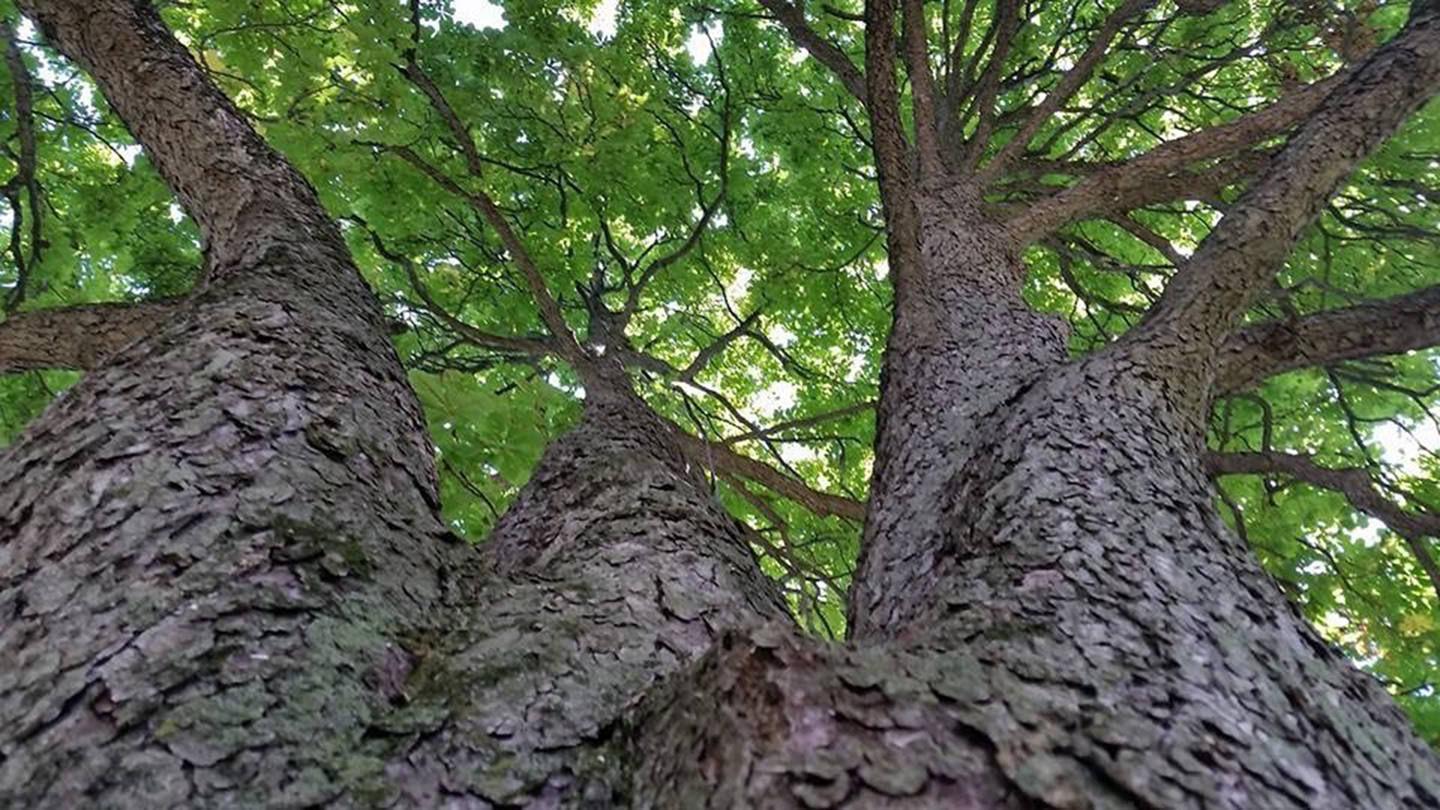 North Country Tree Care